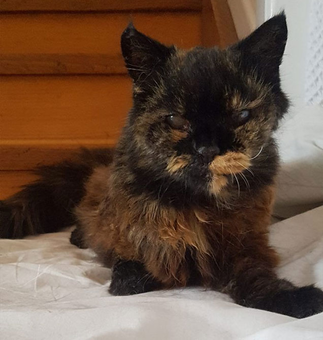 rspca cat adopted at fairfield in 1999 still going strong
